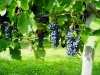 MiaValleyEstate-Images12