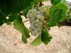 MiaValleyEstate-Images16