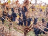MiaValleyEstate-Images24