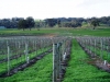 MiaValleyEstate-Images5